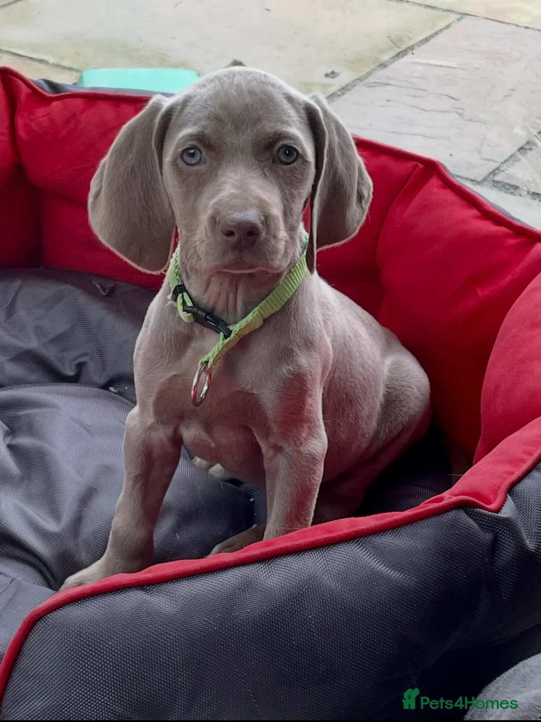 Weimaraner dogs for sale: Weimaraner kc registered  - Advert 7