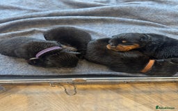 Rottweiler dogs for sale: Chunky rotty pups with both parents - Image 3