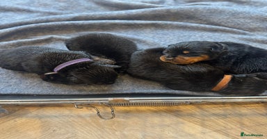 Rottweiler dogs - Advert 1