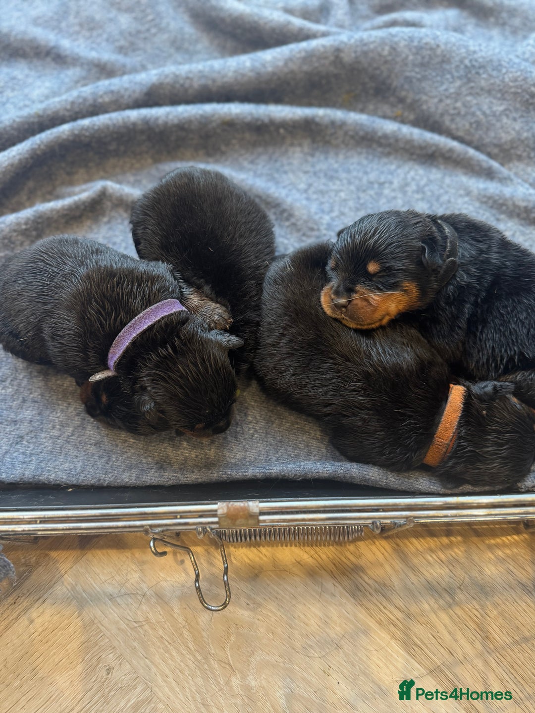 Rottweiler dogs for sale: Chunky rotty pups with both parents - Image 3