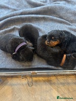 Rottweiler dogs - Advert 2