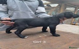 Cane Corso dogs for sale: Cane Corso Puppies - Advert 13