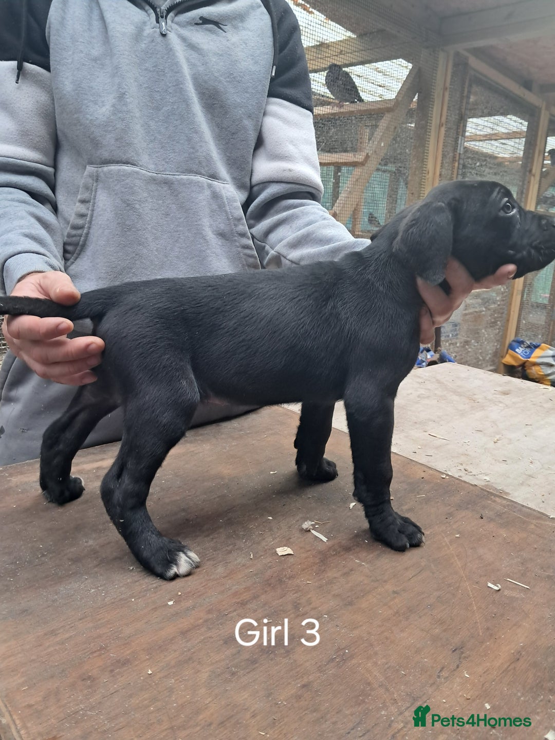 Cane Corso dogs for sale: Cane Corso Puppies - Advert 13