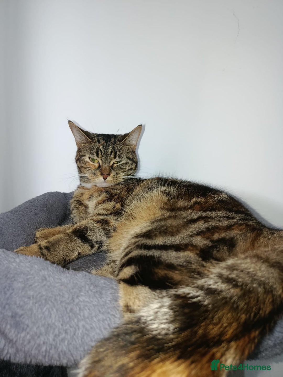 Mixed Breed cats for sale: Lovely Bonded pair (M+F) - must stay together - Advert 4