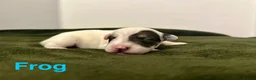 Jack Russell dogs for sale: ❤️Beautiful Traditional Jack Russell puppies❤️  - Advert 3