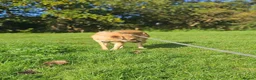 Mixed Breed dogs for adoption: Ruby for adoption in Hastings - Advert 6