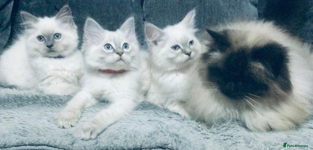 Ragdoll cats for sale: Ragdoll kittens girls - Advert 12