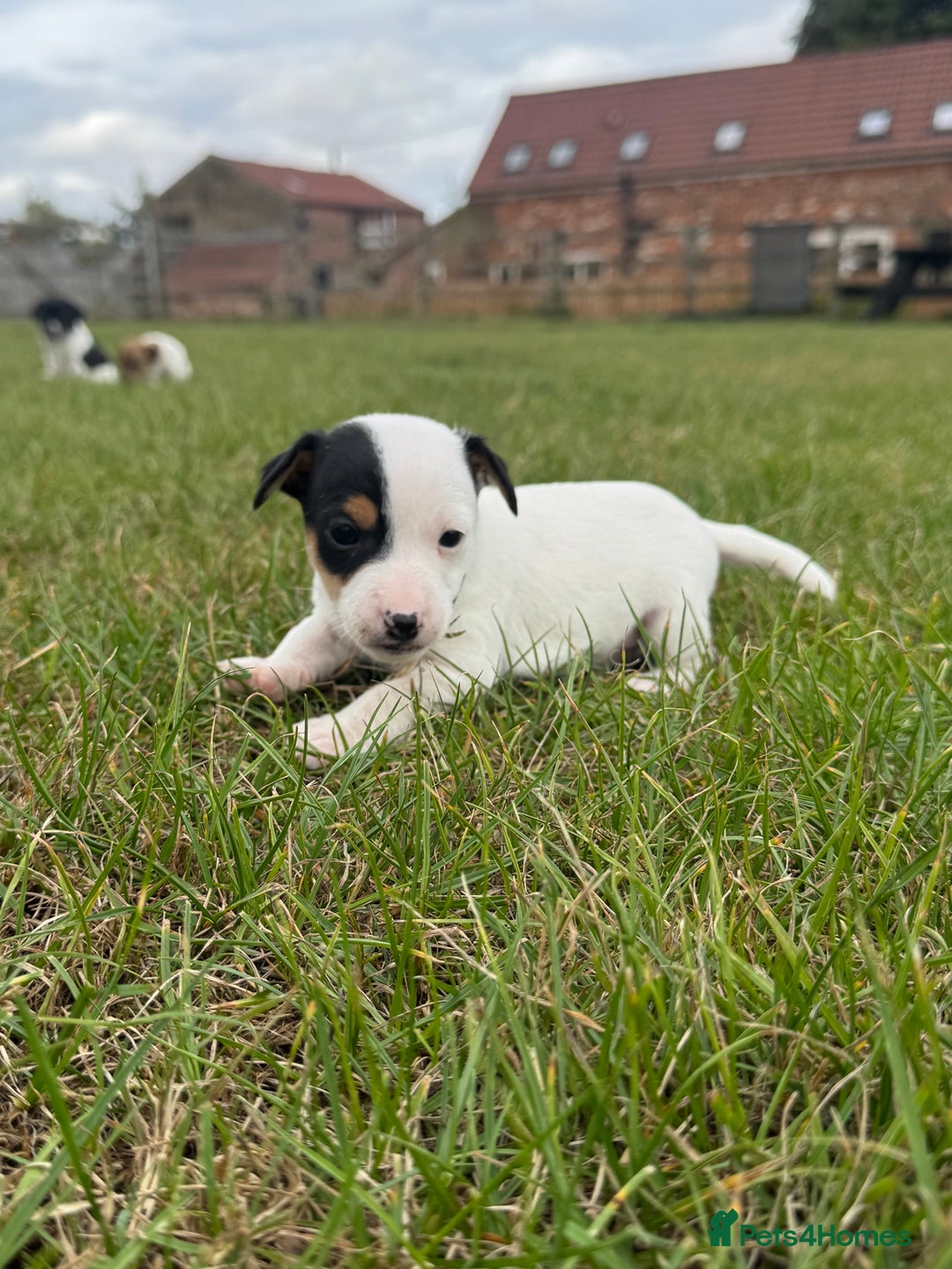 Jack Russell dogs for sale: Jack Russell Puppies - Image 4