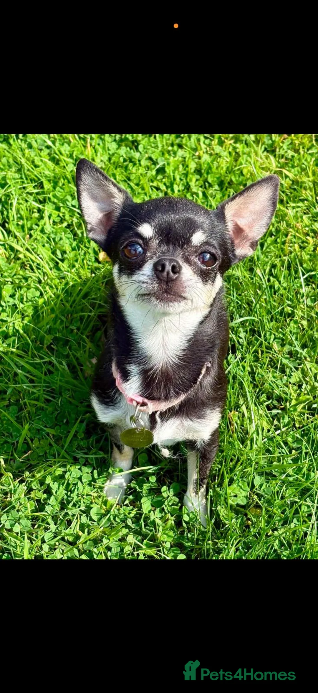 Pomchi dogs for sale: Pomchi puppies  in Orpington - Advert 15
