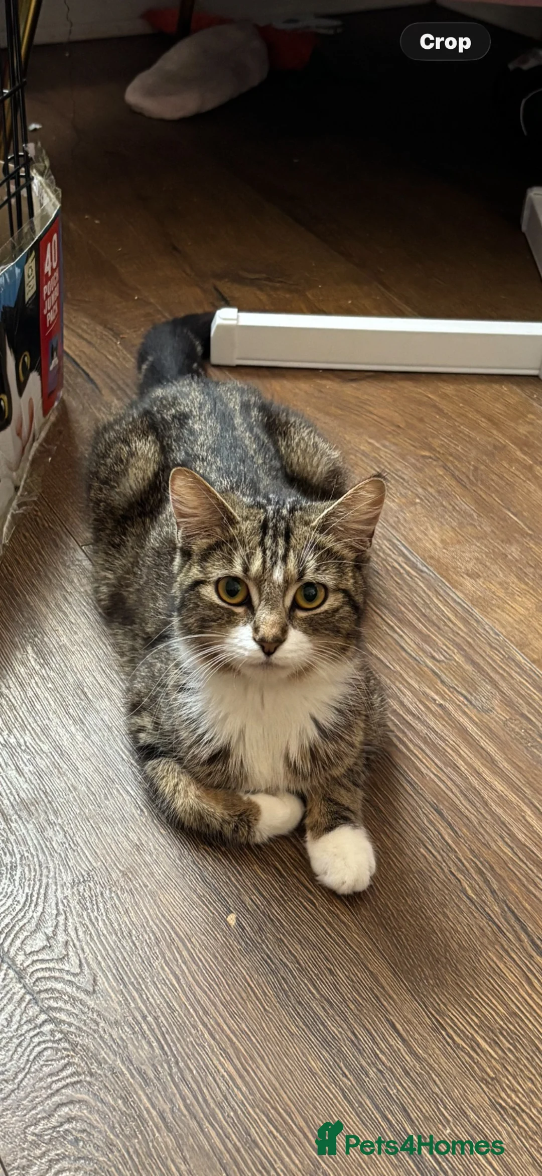 British Shorthair cats for sale: 1 year old female cat - Advert 2