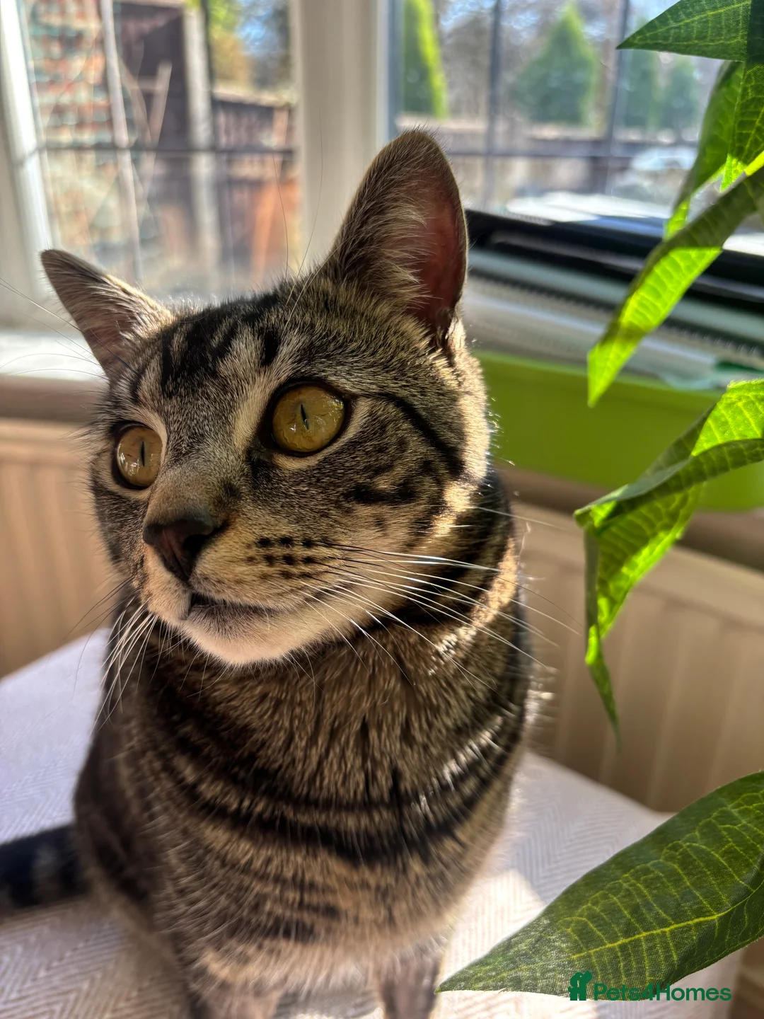 Domestic Shorthair cats for sale: Beautiful domestic shorthair  - Advert 5