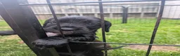 Cocker Spaniel dogs for sale: ⭐REDUCED READY NOW 1 LEFT ⭐Cocker spaniel male - Advert 18