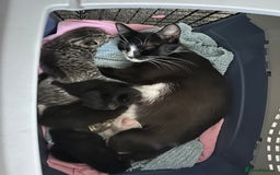 Domestic Shorthair cats for sale: Gorgeous kittens - Image 5