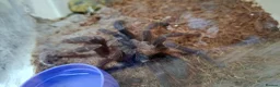 Tarantulas invertebrates for sale: Tarantula Collection  in Sturminster Newton - Advert 2