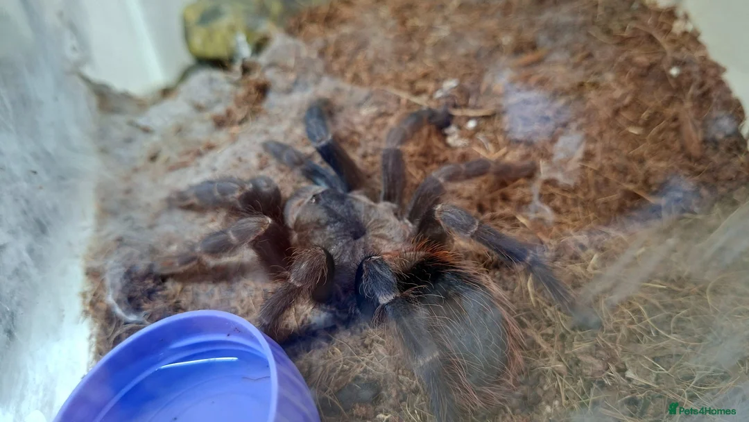 Tarantulas invertebrates for sale: Tarantula Collection  in Sturminster Newton - Advert 2