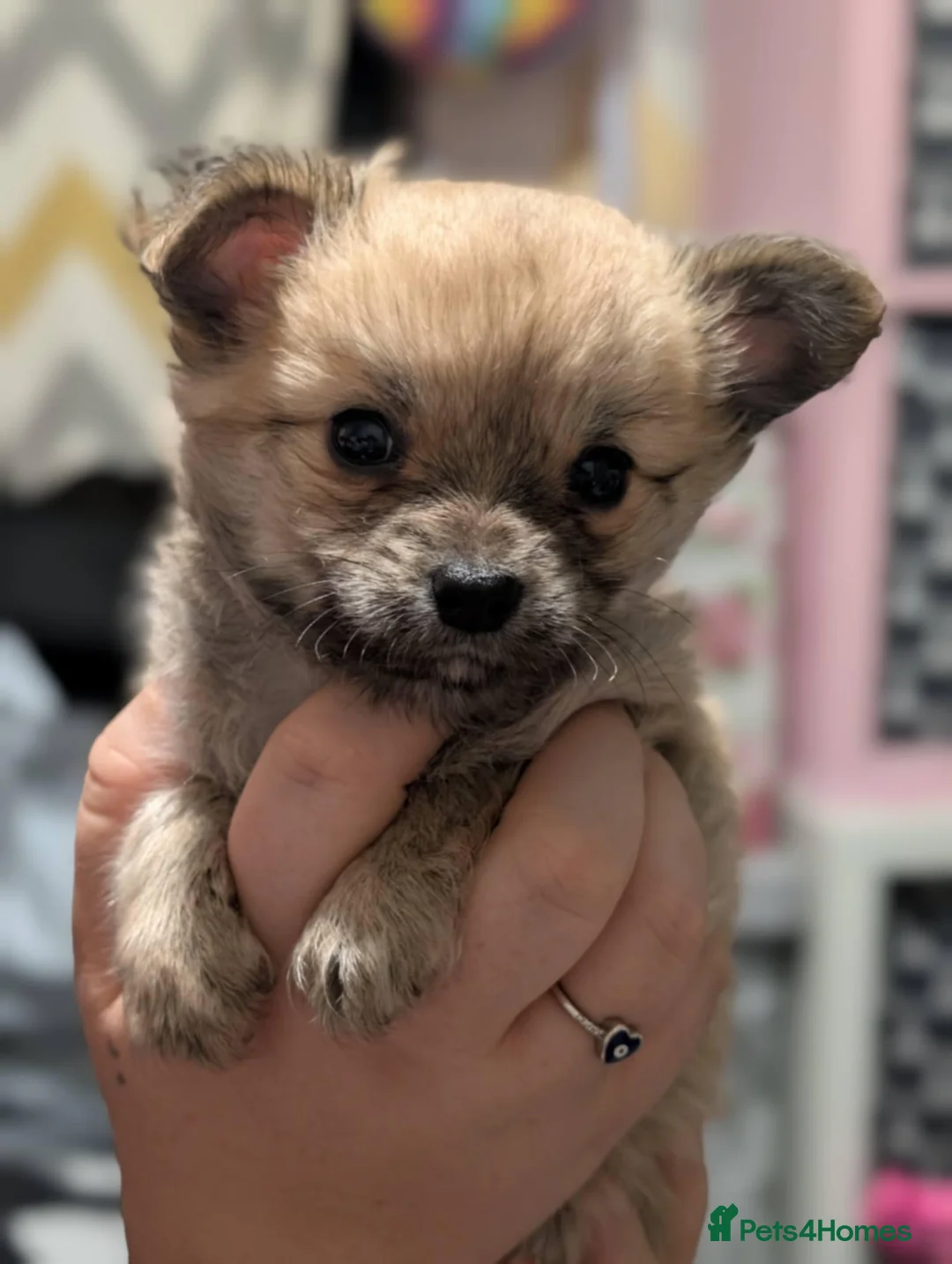 Chihuahua dogs for sale: Beautiful boy chuiuiuah - Advert 2