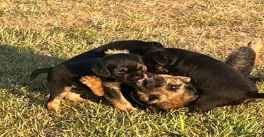 Border Terrier dogs - Advert 13