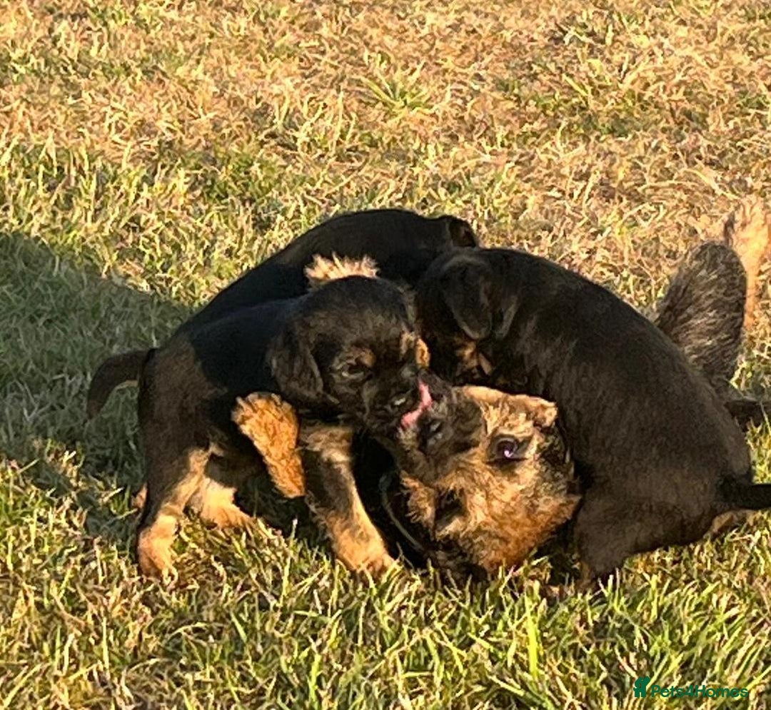 Border Terrier dogs for sale: Beautiful border terrier pups for sale In Kent - Image 3