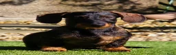 Miniature Dachshund dogs for sale: Chilli for rehoming in Maesteg - Advert 2
