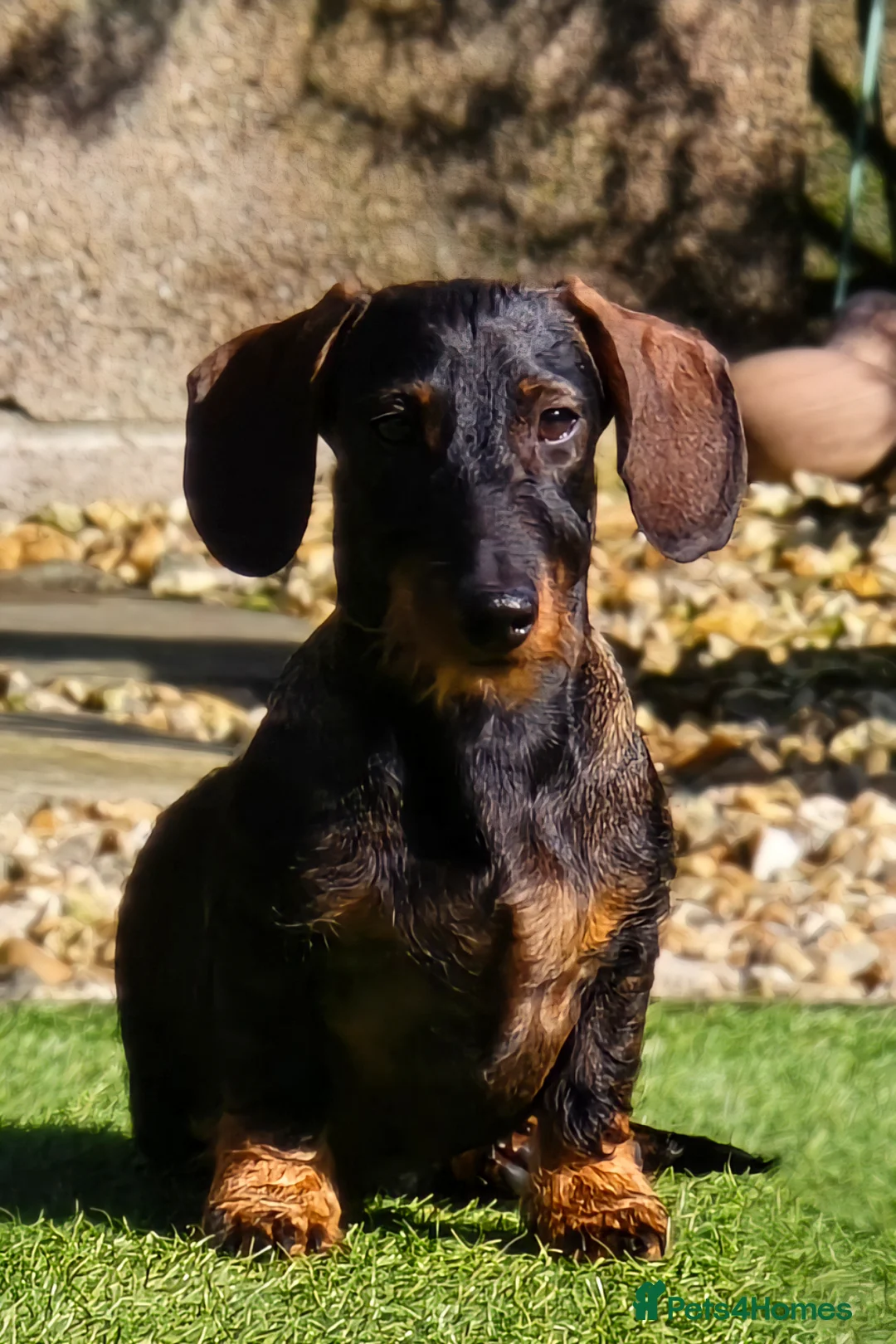 Miniature Dachshund dogs for sale: Chilli for rehoming in Maesteg - Advert 2