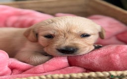 Goldador dogs for sale: Beautiful litter off 11 goldador puppies  - Image 11