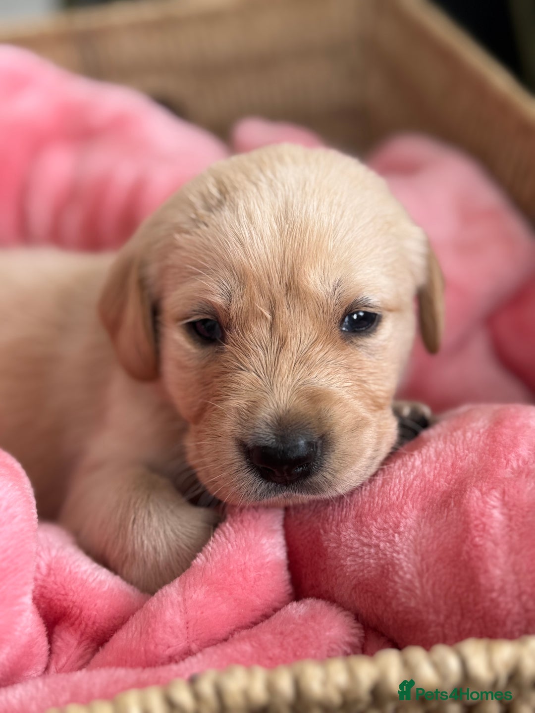 Goldador dogs for sale: Beautiful litter off 11 goldador puppies  - Image 11
