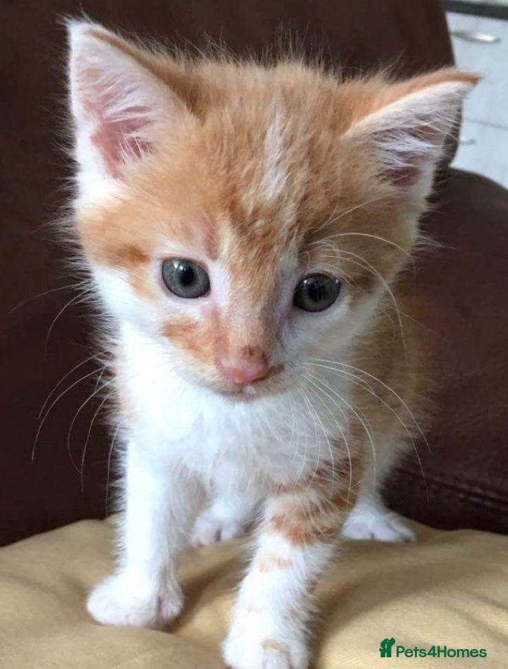 Mixed Breed cats Kittens available now  - Advert 3