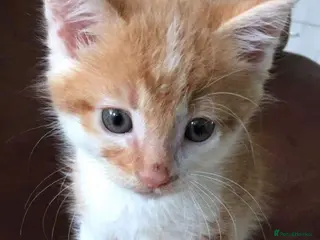 Mixed Breed cats Kittens available now - Advert 3