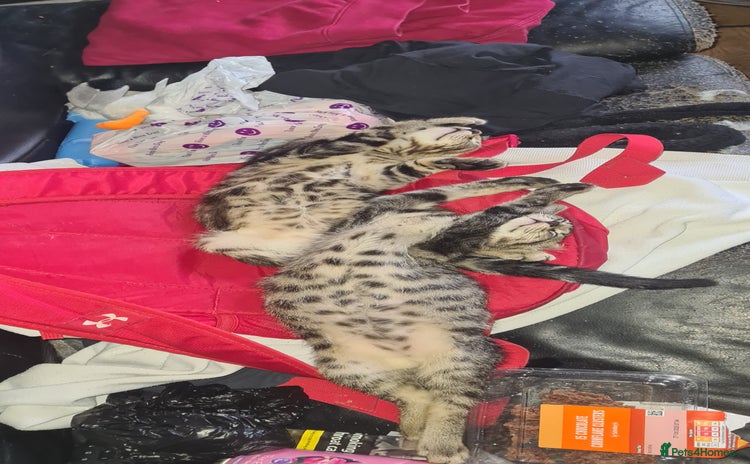 Bengal cats - Advert 3