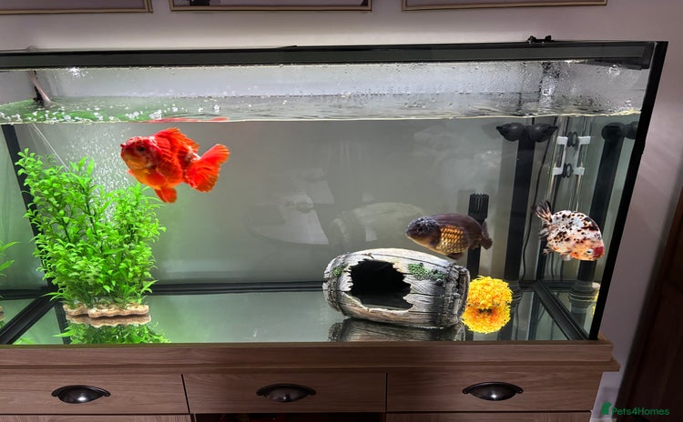 Goldfish fish - Advert 4