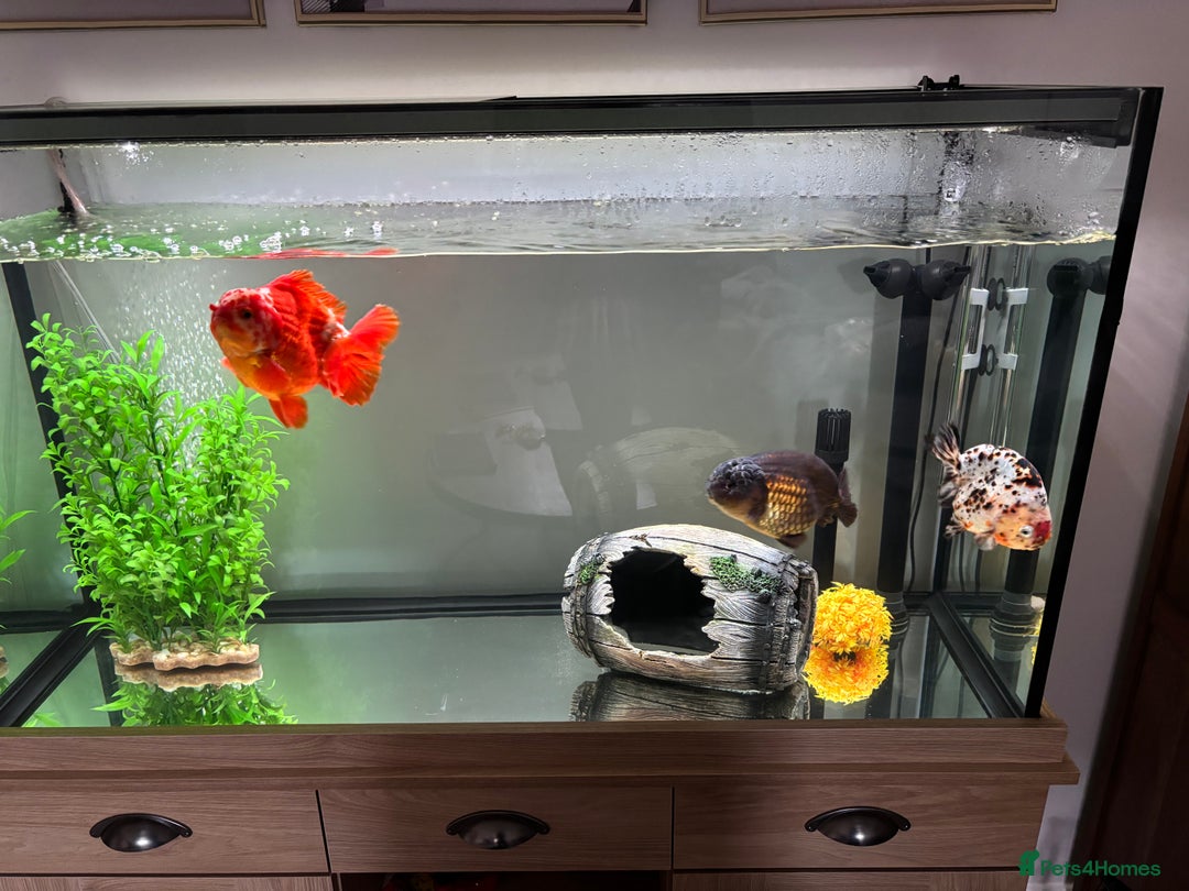 Goldfish fish for sale: Goldfish+ baby and aquarium - Image 1