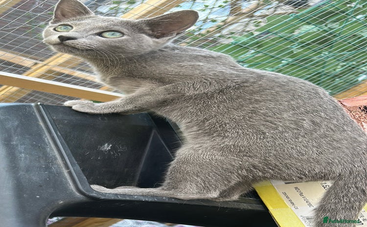 Russian Blue cats in Luton - Advert 11