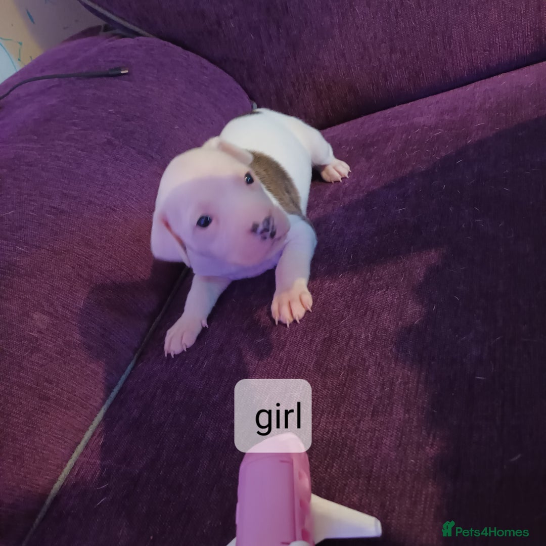 Staffordshire Bull Terrier dogs for sale: Puppi Staffordshire Bull terrier,white verry rare - Image 7