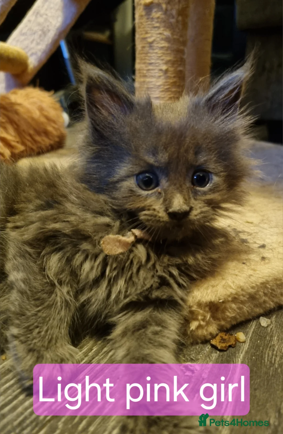 Maine Coon cats for sale: Adorable GCCF Main Coon kittens - Advert 2