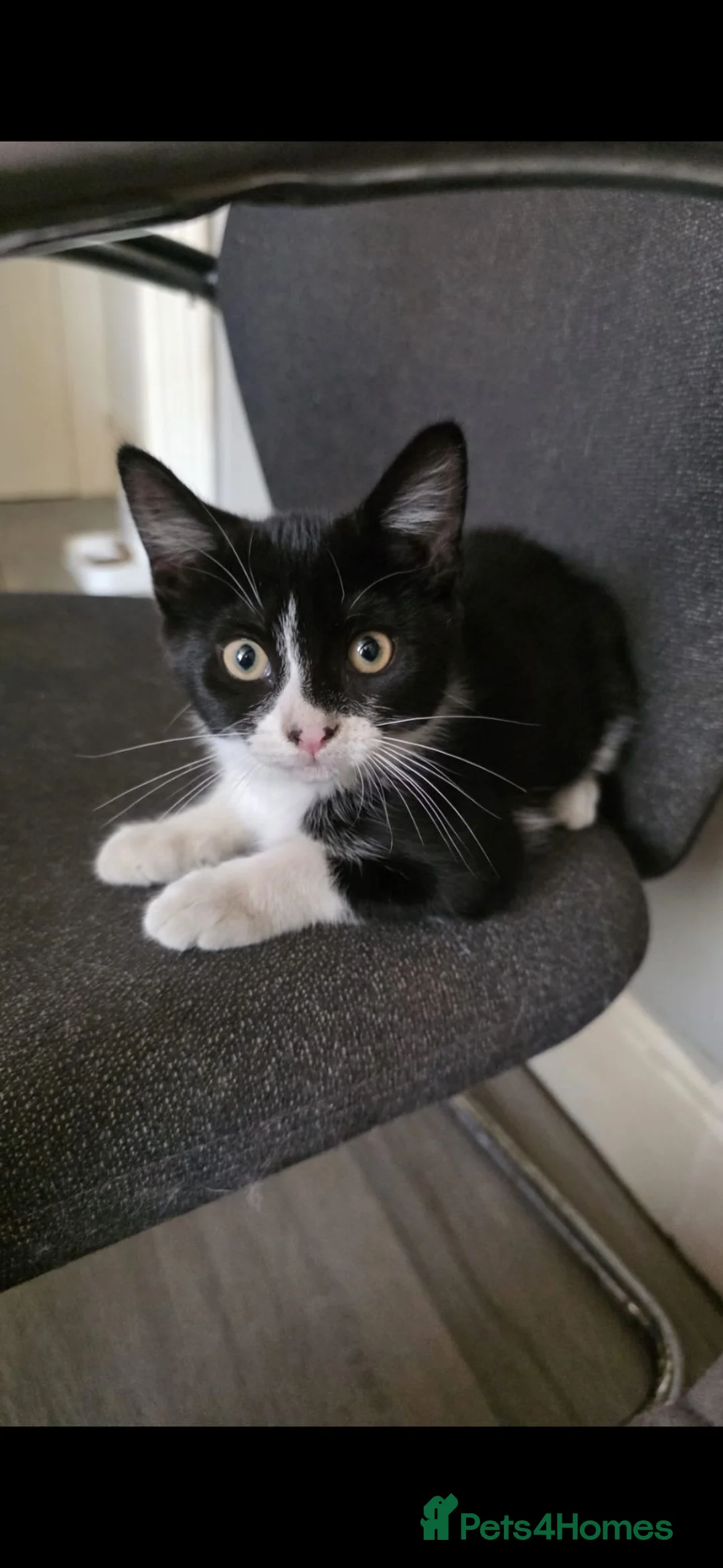 Mixed Breed cats for sale: 3 kittens for sale  in Southampton - Advert 2
