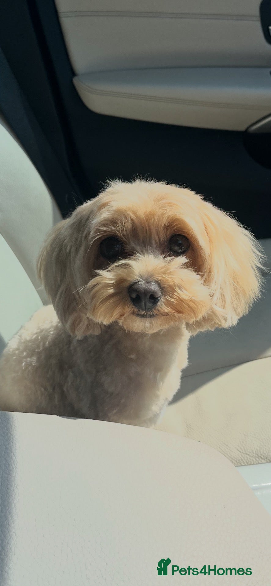 Maltipoo dogs Maltipoo puppies  - Advert 7