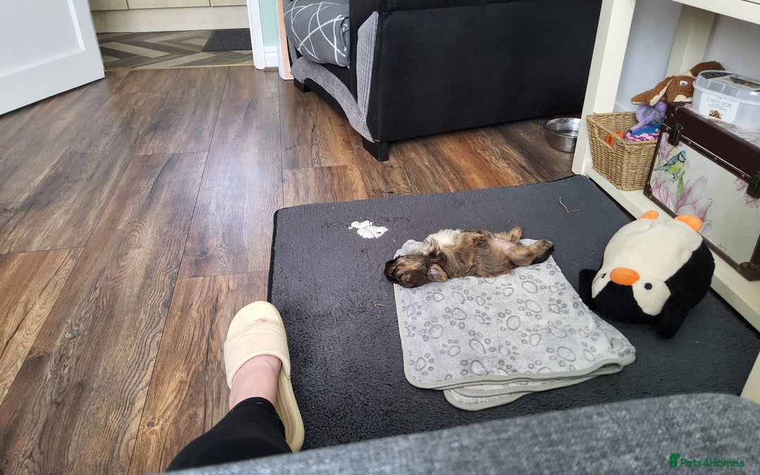Shorkie dogs for sale: Male shorkie 17 weeks old - Image 2