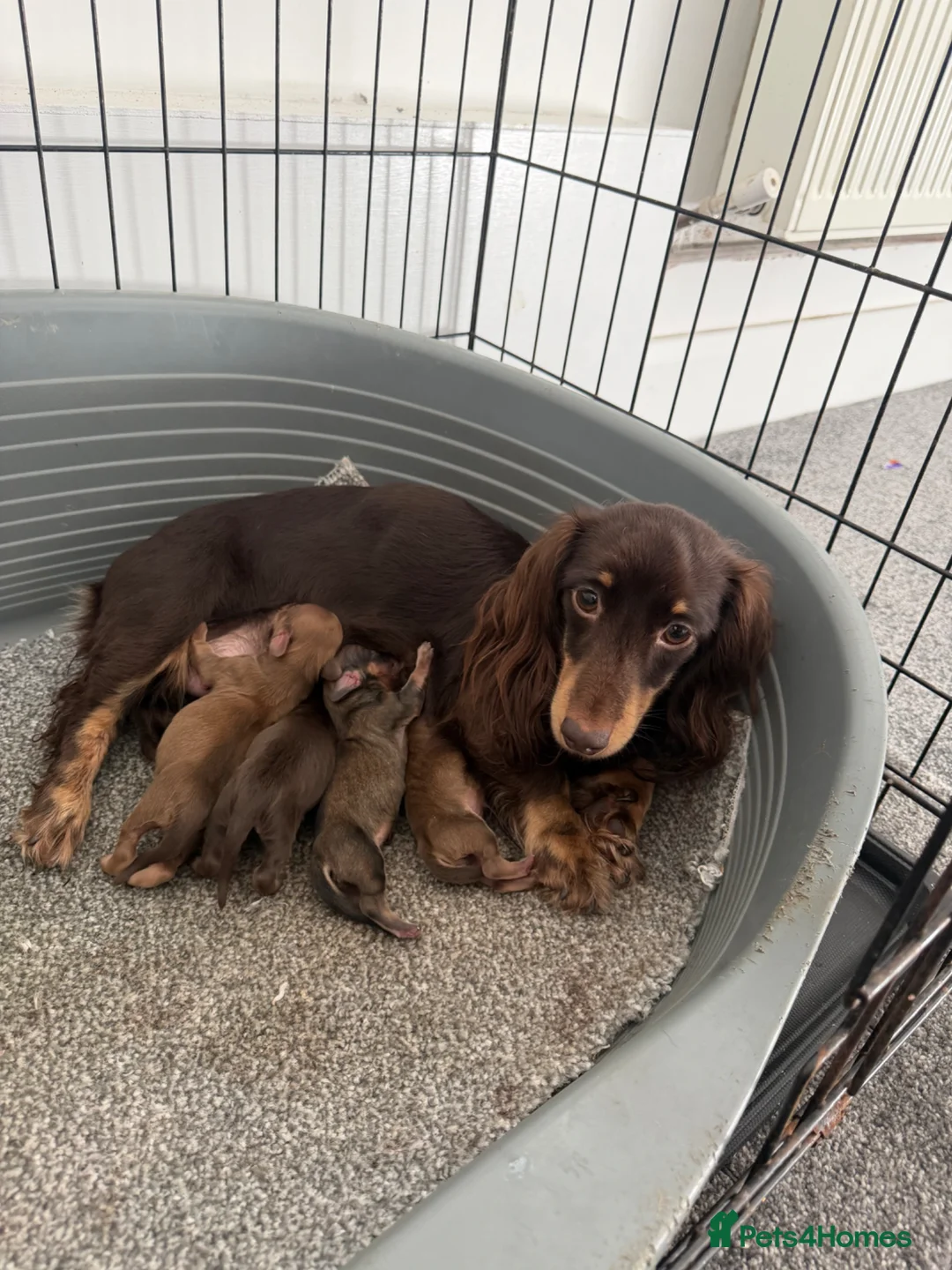 Miniature Dachshund dogs for sale: Long Haired Miniature Dachshund - Advert 5