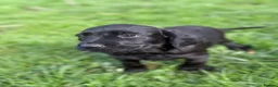 Cockerdor dogs for sale: Cocker x labrador - Advert 11