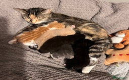 Mixed Breed cats for sale: Kittens for Sale £185 - Image 12