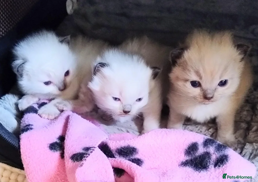 Ragdoll cats for sale: Three beautiful pure bred Ragdoll girls - Advert 1