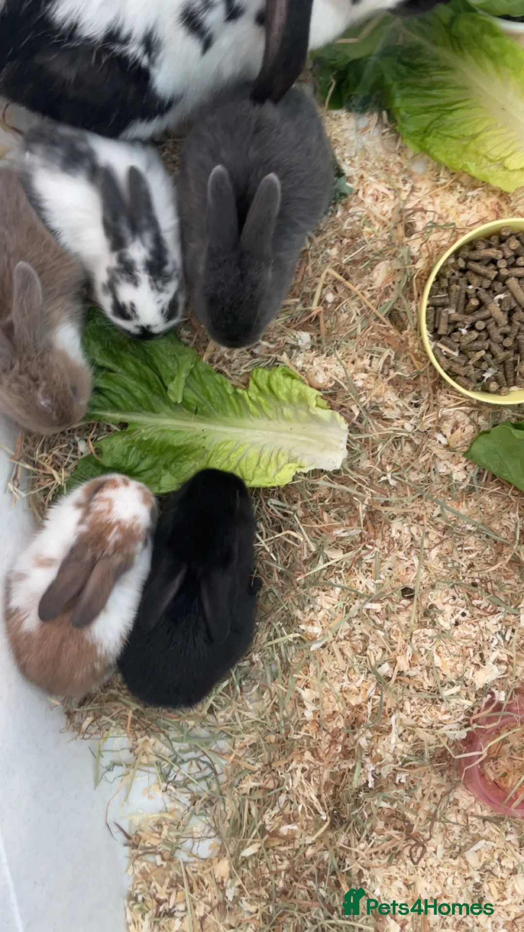 Mini Lop rabbits for sale: Mixed mini lops  in Halesowen - Advert 5