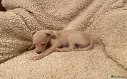 Italian Greyhound dogs for sale: ITALIAN GREYHOUND PUPPIES  - Advert 13