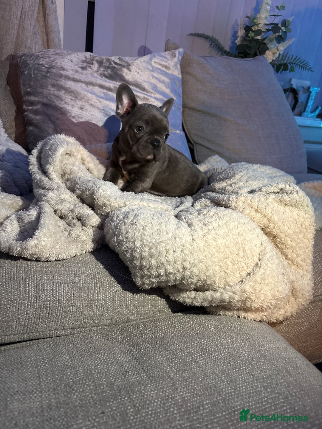 French Bulldog dogs for sale: Ready today! Beautiful french bulldog puppies - Advert 12