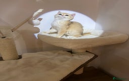 British Shorthair cats for sale: 💕Rare Show Quality Golden BRI ny12 Girl 💕 - Image 4