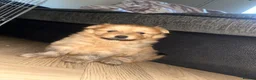 Pomchi dogs for sale: Teddy bear Pomeranian puppies - Advert 5