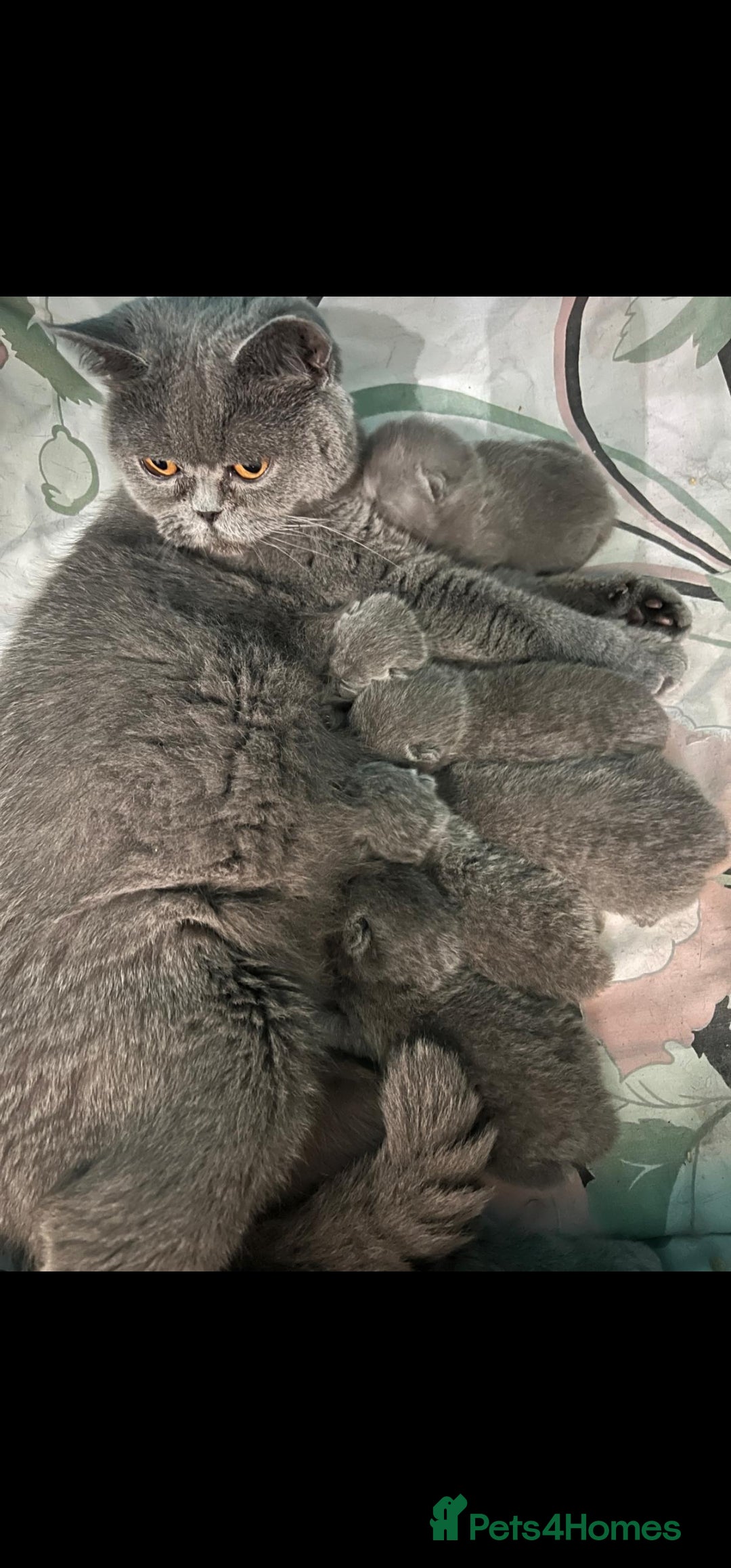 British Shorthair cats for sale: Six blue British shorthair kittens for sale  - Image 17