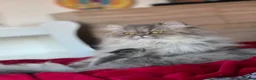 Persian cats for sale: Cats  - Advert 1
