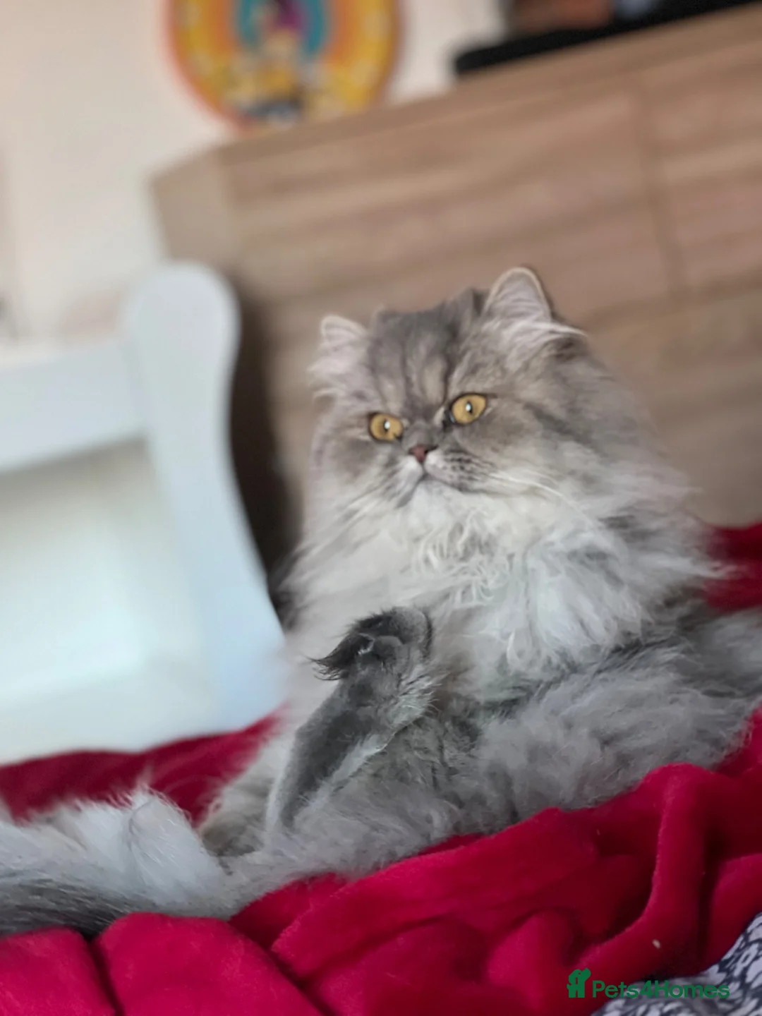Persian cats for sale: Cats  - Advert 1