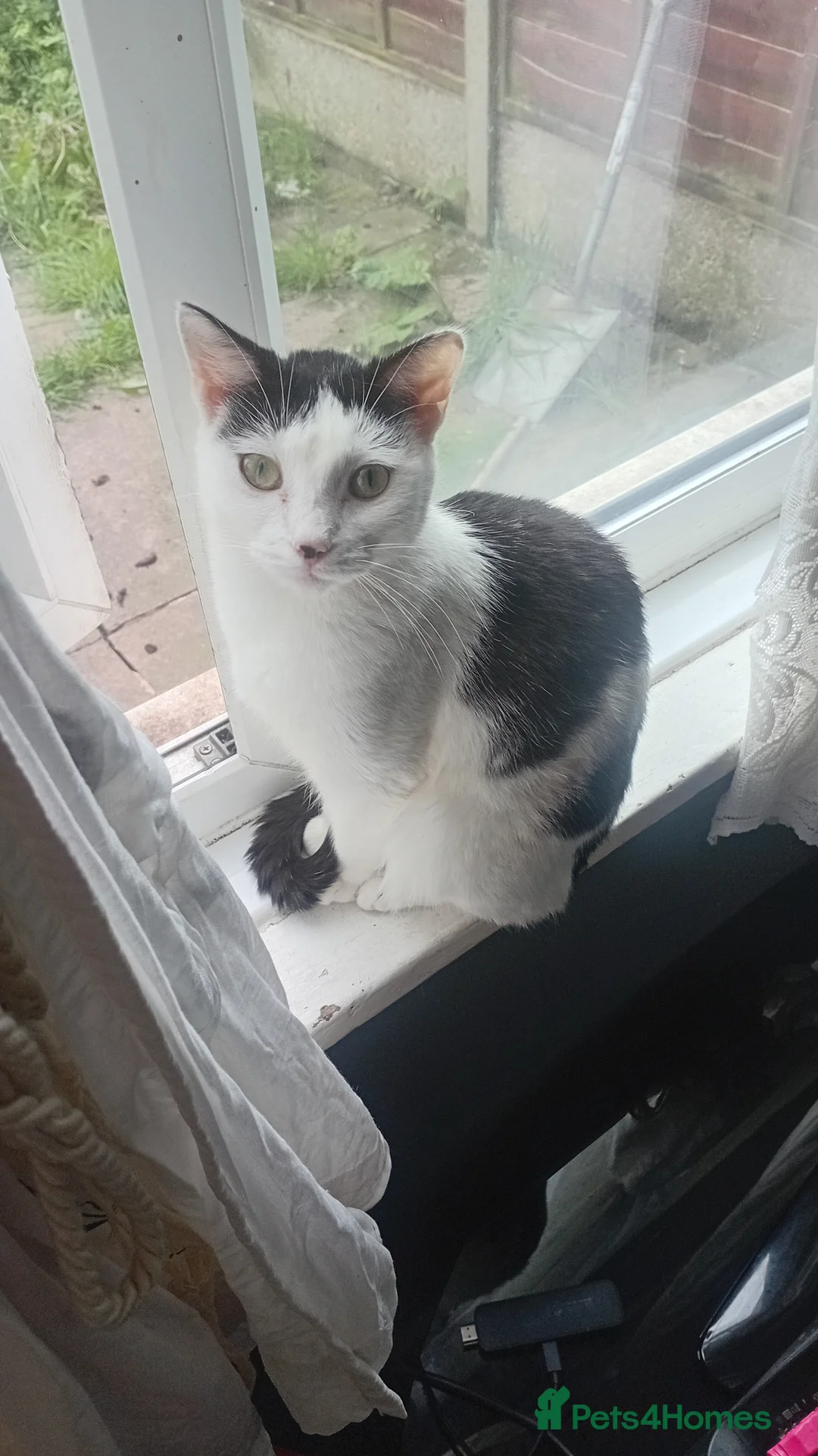 Mixed Breed cats for sale: Three.beautifull playful kittens in Birmingham - Advert 1